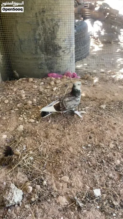 جوز هزاز يجري على دحي 4
