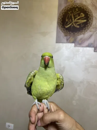عصفور ببغاء دره 3