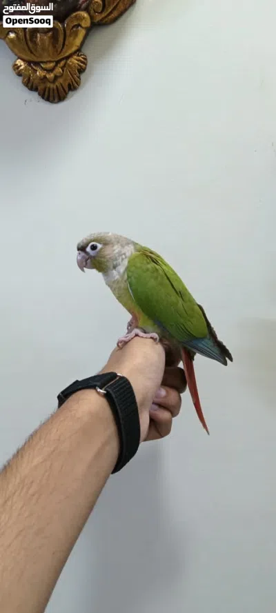 للبيع كنيور أليف جداً 3