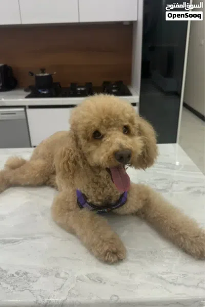 Premium Toy Poodle for Sale 3