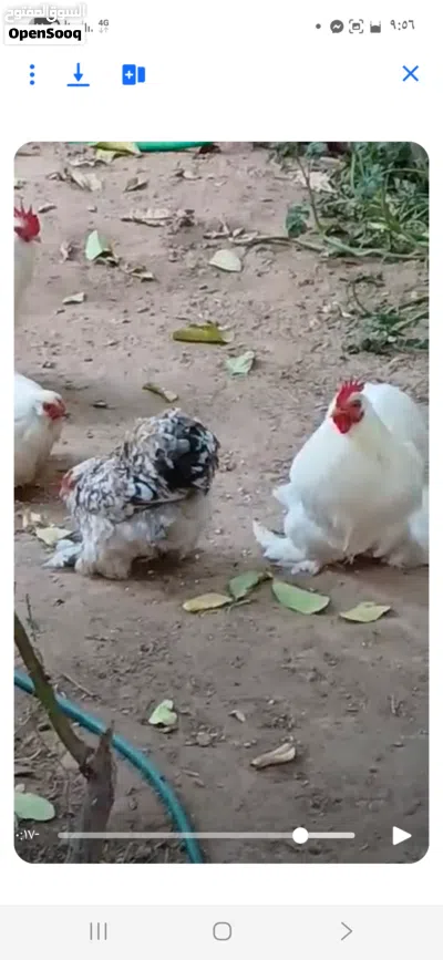 البيع كوبية او دكر بروحه عادي 3