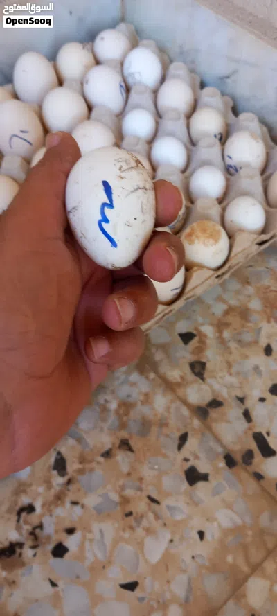 26بيضه زينه مخلط مخصب بعون الله 4
