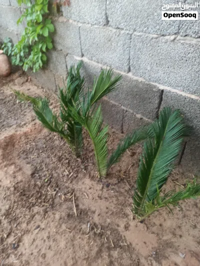 شجرة ملكية 2