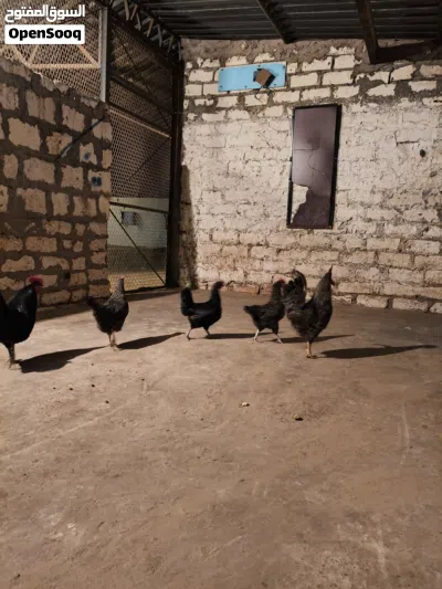 دجاج ونوادر 3