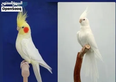 اقره لوصف قبل ماتراسل مهم جدا 2