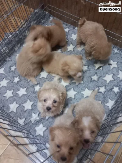 Maltipoo puppy available now 2