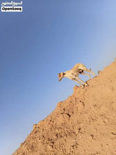 جوز سلقان صيادات 4