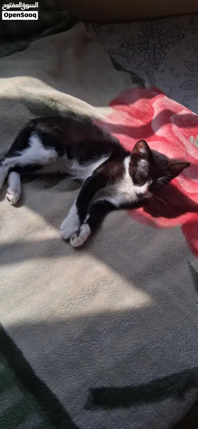 female kitten 2