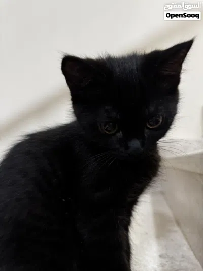 Kittens up for adoption (free) 3