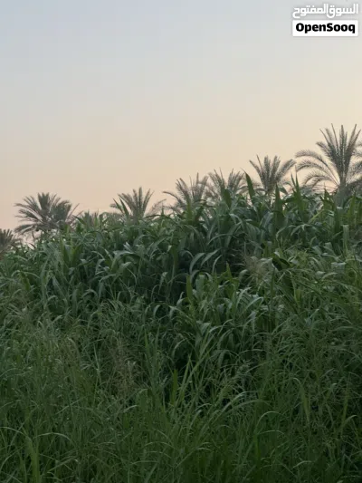 للبيع حريه عمانيه وفي هنديه متوفر كميه الاسعار تختلف العمانيه جلب كبار على 15 والهنديه الجلب اصغر 2