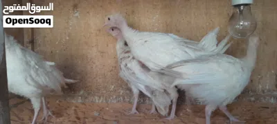 انتاج ديك رومي 4