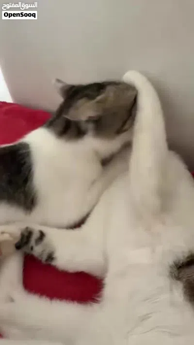 قطط للتبني 4