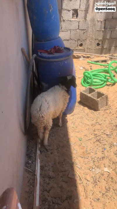 السلام عليكم خروف بيع عمر من شهرين لي 3ولا 4خروف ربي يبارك ميشكي من شي يكل في شعير واميه 3
