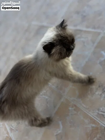 قط هملايا ميور 4