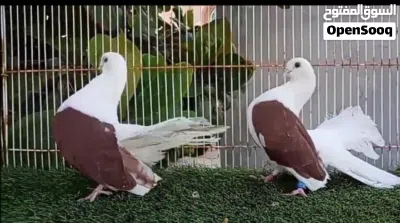 السلام عليكم ورحمة الله وبركاته للبيع حمام تانجو أزواج وفرديات 3