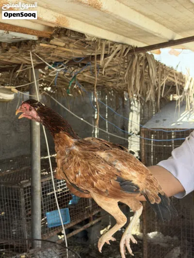 دجاجً باكستاني جاهز للإنتاج 2