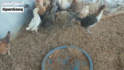 فلوس عربي عمر 35 يوم تقريبا 25 طرف لايوجد امراض 4