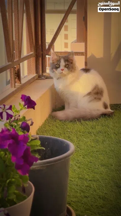 قط نوعه بيكي للبيع 3