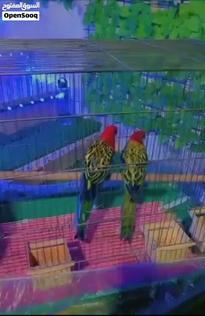 جوز روزيلا 3