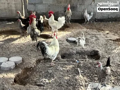 دجاج فرنسي بياض 4