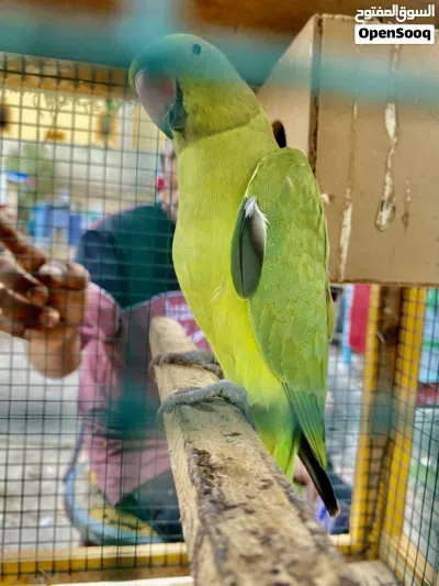 Indian Ringneck parrot 4