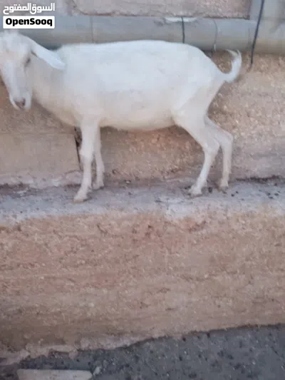 ثلاث عنزات سنتين نخب اول 4