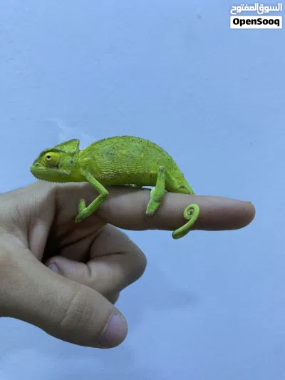 Baby Chameleon/ صغيرة حرباء 2