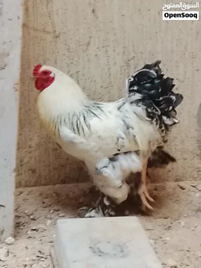 فروج براهما 3