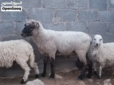 كبش افريقي 2