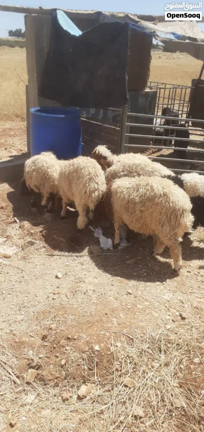 سع خرفان +3عبر 2