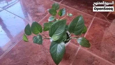 Indoor plants 2