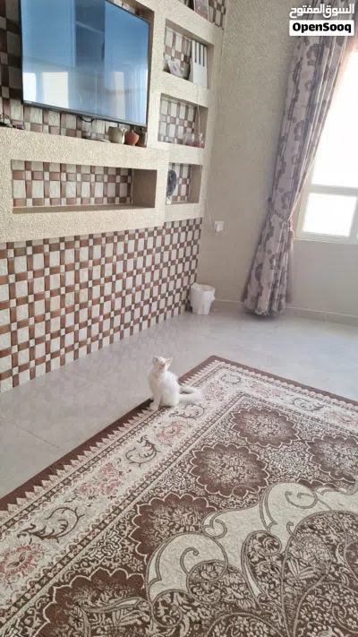 قط شيرازي من أصل 3