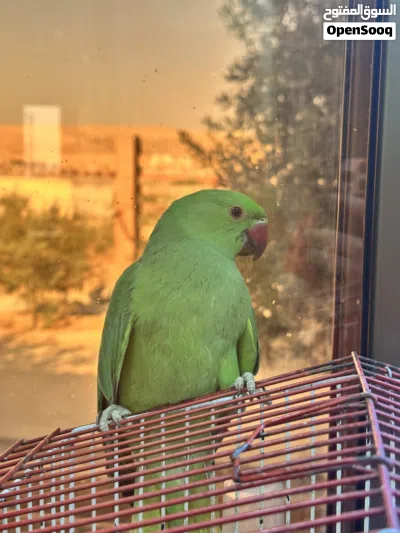 ببغاء الذرة 2