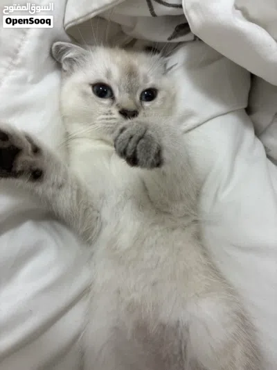 هملايه Vaccinated two months and a half 2
