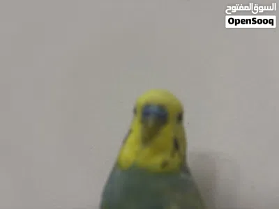 ببغاء بادجي مدرب و أليف يسطيع طيران بصحة جيدة ذكي و يحب اللعب 3
