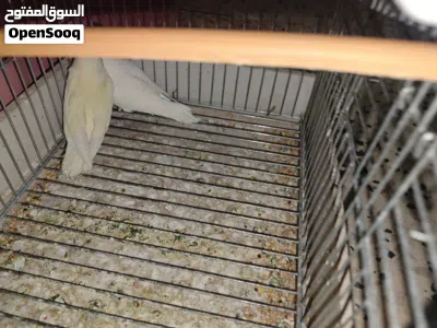 كوبية بركديلو ربي يبارك حجم ونظافة 4