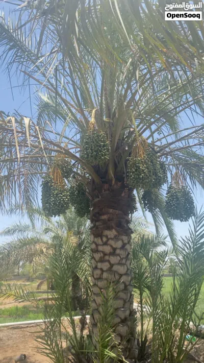 أشجار النخيل للبيع من ارتفاع متر إلى 4 متر 2
