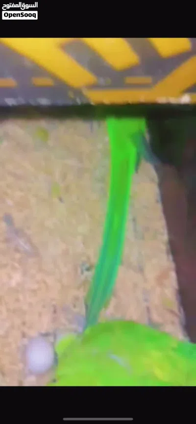 دره الاخضر 3
