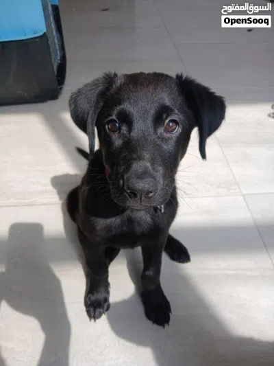 German shepherd puppy black jack working line 3