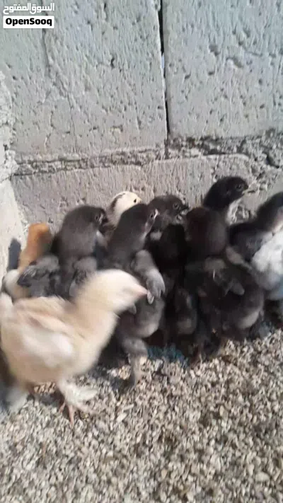 صوص براهمي بف جانبو جميع الوان 4