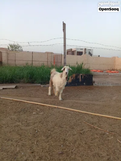 شاه ماشاءالله من حلال بني سعيد 2