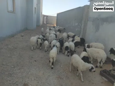 حواله وحوليات للبيع 2