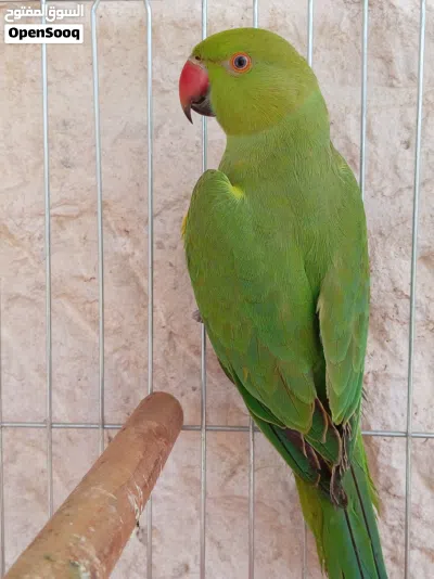 جوز ببغاء دره هندي للبيع اقرء الوصف الاول 3