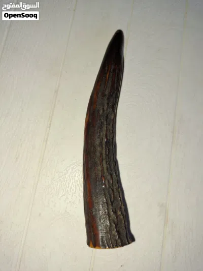 قرن غزال أحمر (Red Deer antler) 3