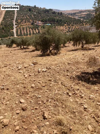 ارض للبيع في بيرين من المالك مباشره ذات اطلاله خلابه مرتفعه مزروعه اشجار زيتون تصلح لمشروع استثماري 4