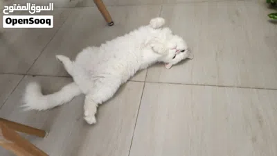 Cat Looking for a Loving Home 2
