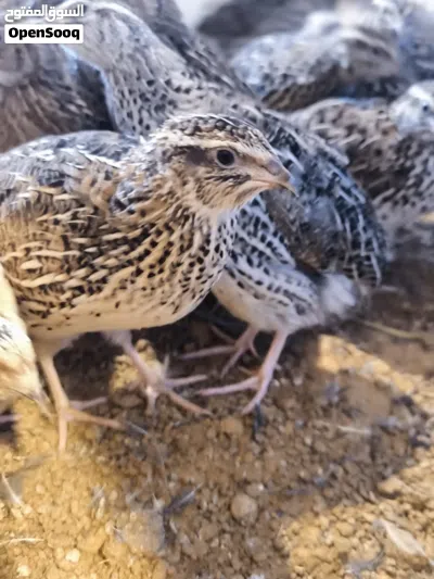 سمان 40 يوم للبيع 3