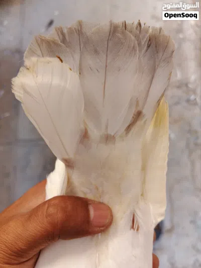 فرغات للبيع الاب زاجل أبيض الامايه حركه فول لقحات الجسم ضغم كلش حلو 2