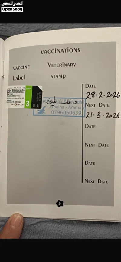 قط لطيف جداًً 2
