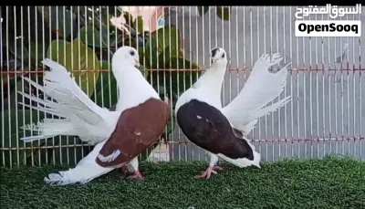 السلام عليكم ورحمة الله وبركاته للبيع حمام تانجو أزواج وفرديات 2